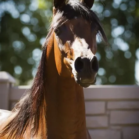 Gazals Psyche Sundae: Sire: Gazal Al Shaqab x Bint Padrons
Foal: 2010.