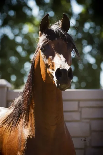 Gazals Psyche Sundae: Sire: Gazal Al Shaqab x Bint Padrons
Foal: 2010.