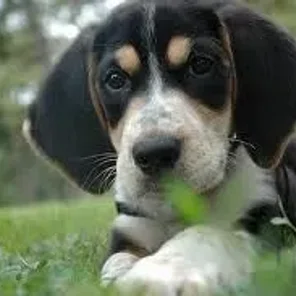 Border Beagle (Designer Dog)