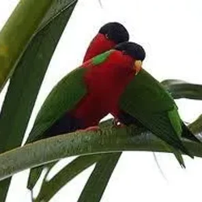 Collared Lory