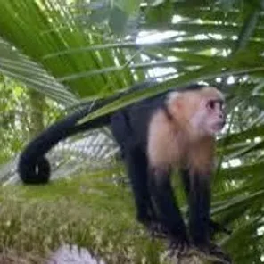 White Fronted Capuchin