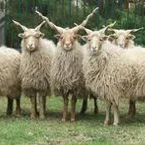 Racka