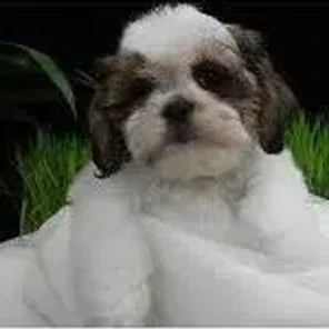 Engachon (Designer Dog)