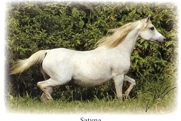 Satyna