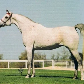 AK Atallah