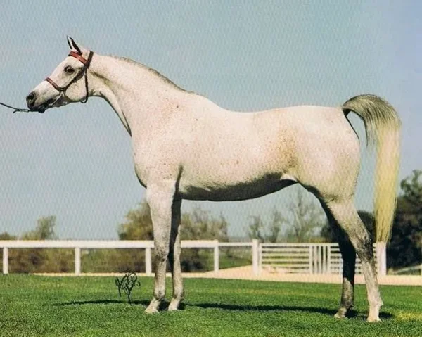 AK Atallah
