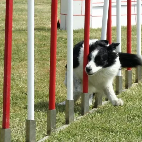 canine agility