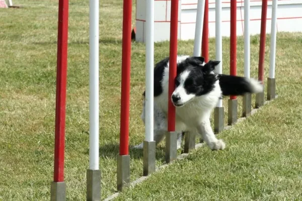 canine agility