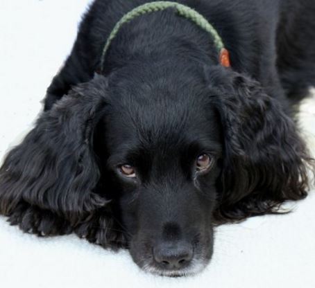 Worms in Dogs