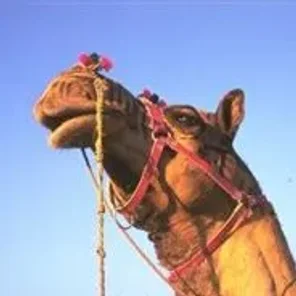 Arvana Dromedary