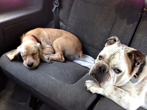 Iggy Azalea's New Puppy Has The Most Unique Name Ever