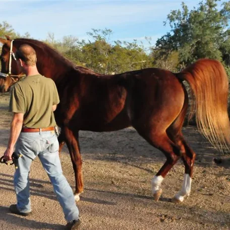 Priceless Da Vinci (Da Vinci x Momentica) contact Sue Martin for more information on this very special mare.