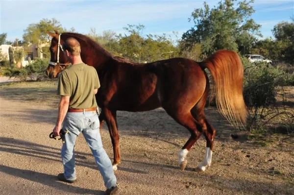 Priceless Da Vinci (Da Vinci x Momentica) contact Sue Martin for more information on this very special mare.