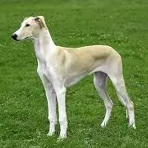 Polish Greyhound