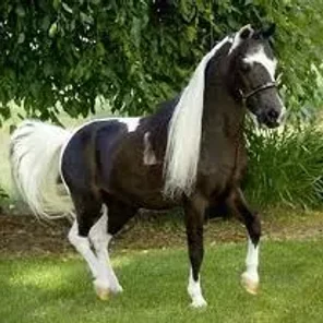 Miniature Horse