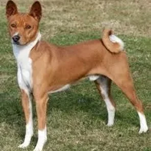 Basenji
