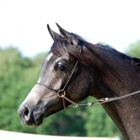 Octavian 1 year old (July 2010).