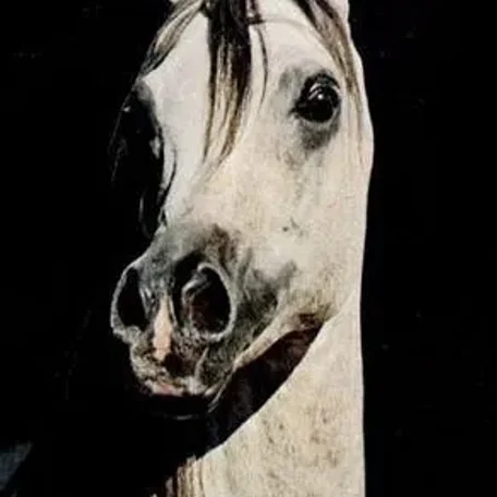 Farazdac 1966 Arabian Stallion