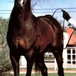 Top Contender