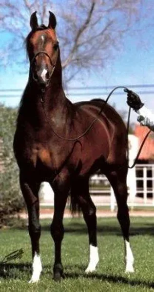 Top Contender