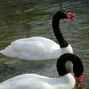 Black-necked Swan
