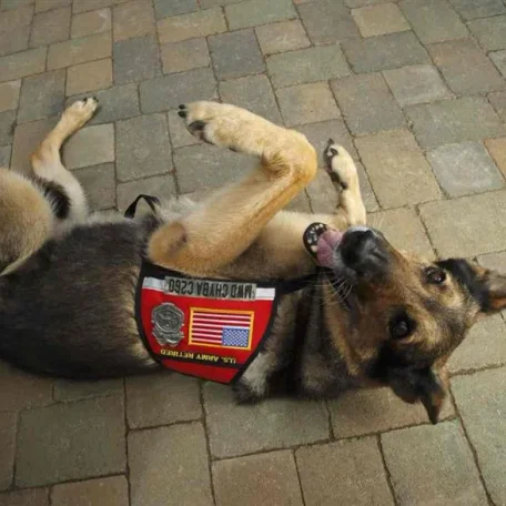 Chyba, a 12-year-old former military dog who served in Iraq with the Army, rolls over at the Rancho Coastal Humane Society in Encinitas, Calif. Madeleine Pickens, wife of billionaire T. Boone Pickens, adopted her dog, Chyba, last year.
