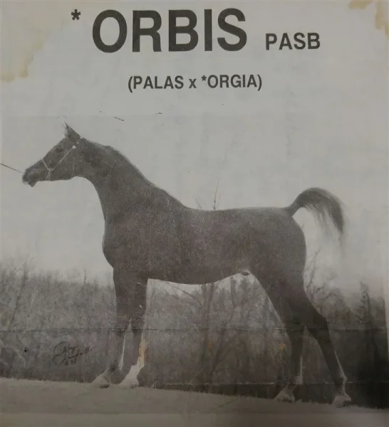 *Orbis PASB