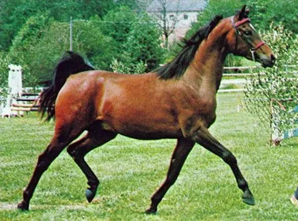 Nimbusz