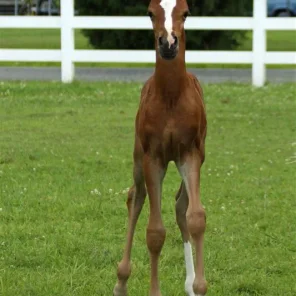 PCF Vision colt - "Curtis"