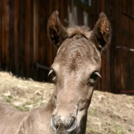 Nova 4 days old