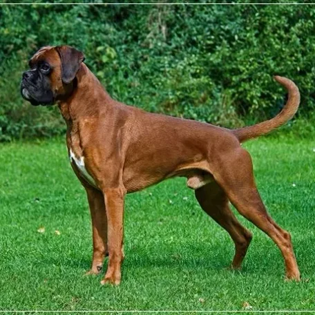 If you have always longed to have a canine pet and have not been able to do so because of lack of time, then think again. There are a few Low Maintenance Dog Breeds.