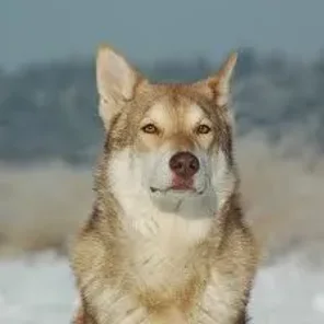 Saarlooswolfhond