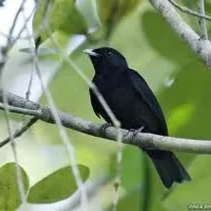 Black Manakin