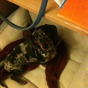 Roxy
