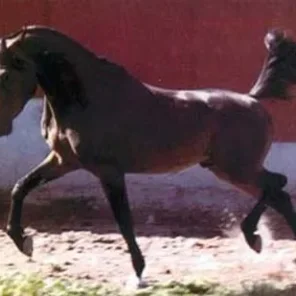 RG Al Mone