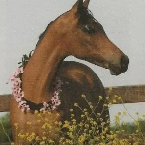 HED CAJUN QUEEN