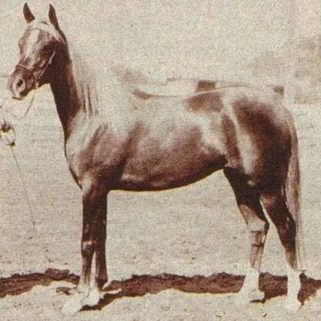 ROHANNA (Hanrah x Ronara by Roayas) ~ Full-sister to IBN HANRAH; Dam of PULQUE++