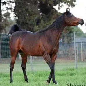 AL BARAQAI AA