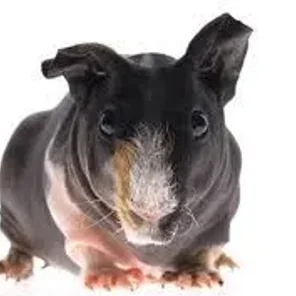 Skinny Pig