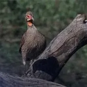 Grey-breasted Partridge