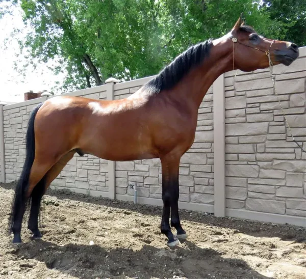 RaeKen Arabians-RaNae Bangerter