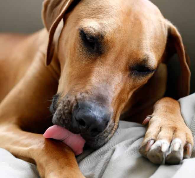 Dogs and Compulsive Scratching, Licking, and Chewing
