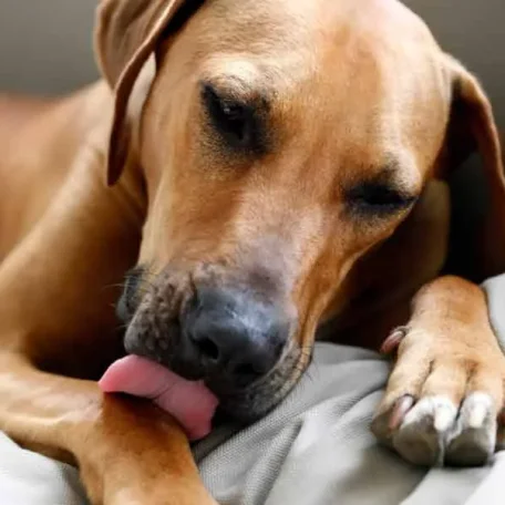 Dogs and Compulsive Scratching, Licking, and Chewing