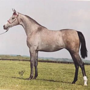 Imperial Mamoulah