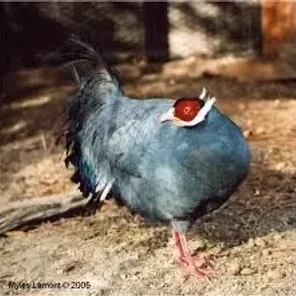 Blue Eared Pheasant