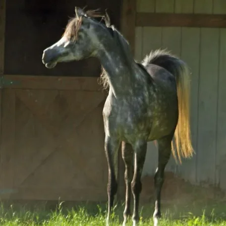 Thanks to my dear friends Marilyn & Curtis for taking this beautiful image of Markezza enjoying her life in Virginia!