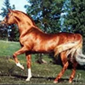 RASEYN GEZAN