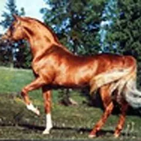 RASEYN GEZAN