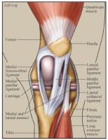 Don't Be Stopped By A Stifle Injury Part 2