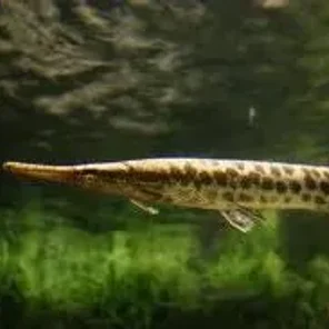 Gar